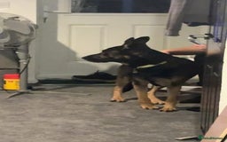 Mixed Breed dogs for sale: Rex - German Shepard Rhodesian ridge back - Image 5