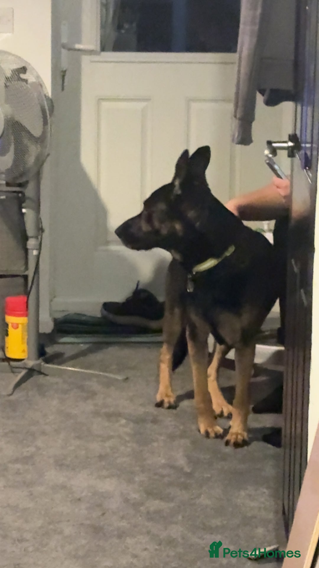 Mixed Breed dogs for sale: Rex - German Shepard Rhodesian ridge back - Image 5