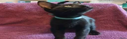 Mixed Breed cats for sale: 3 kittens looking for home in Bradford - Advert 3