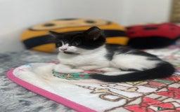 Mixed Breed cats for sale: Mix maine cone kittens  - Image 11