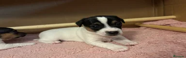Jack Russell 1