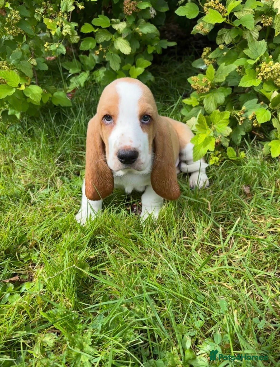Basset Hound dogs Basset hound puppies  - Advert 1