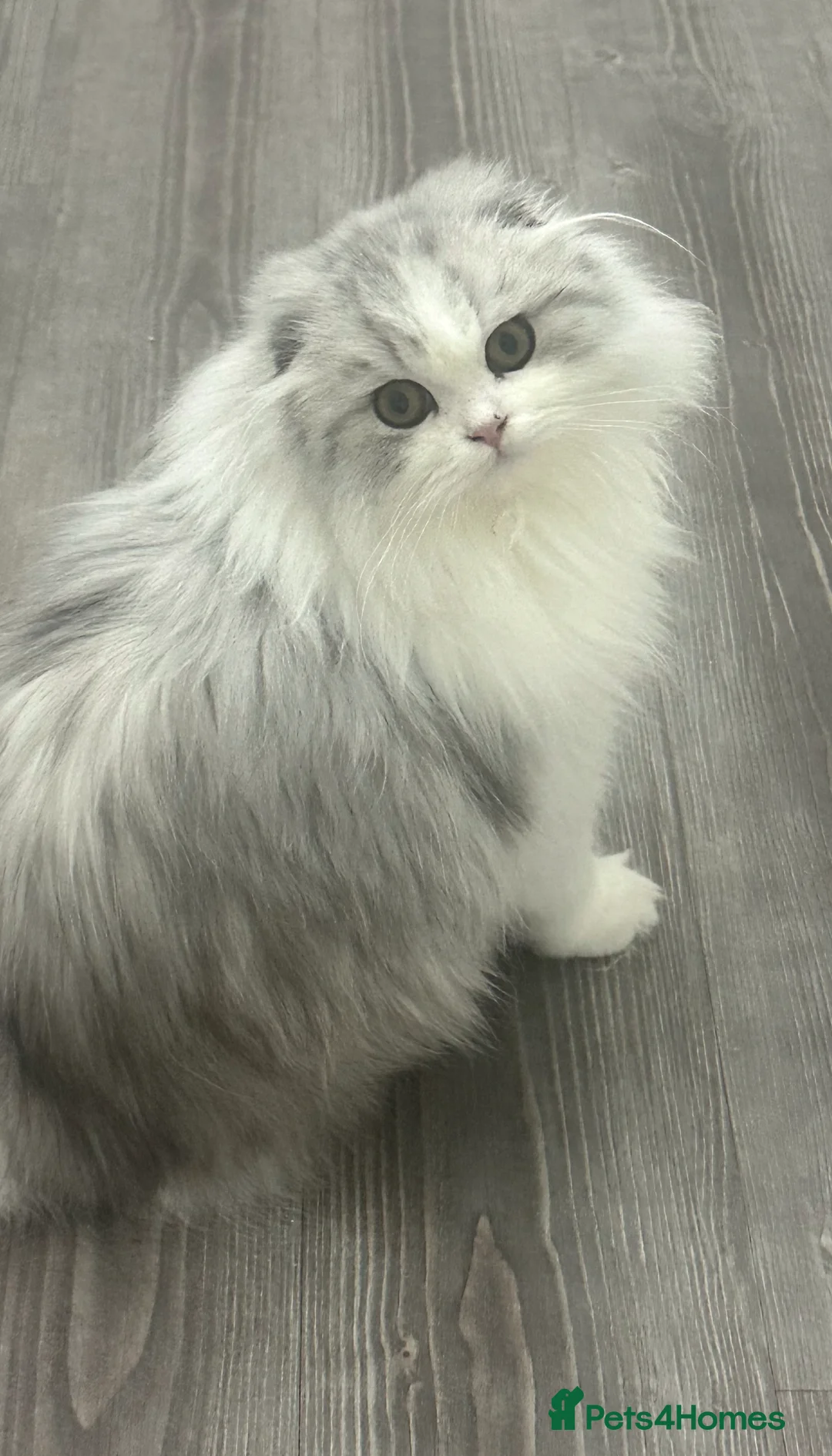 Scottish Fold cats for sale: Beautiful Longhair Silver Bicolor Kitten - Advert 1