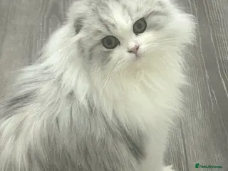 Scottish Fold cats Beautiful Longhair Silver Bicolor Kitten - Advert 9