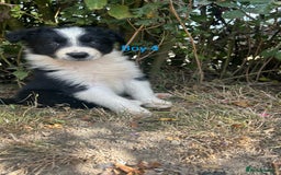 Border Collie dogs for sale: Border collie pups for sale  - Image 6