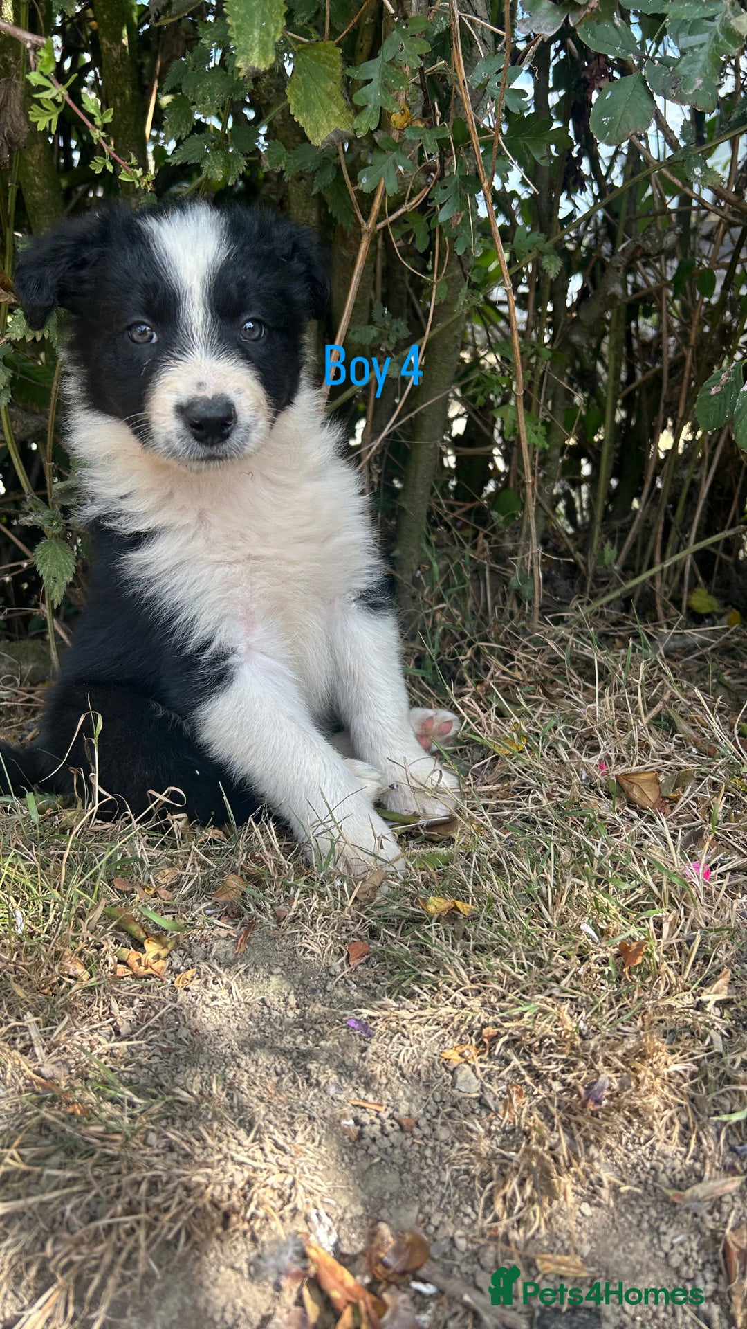 Border Collie dogs for sale: Border collie pups for sale  - Image 6