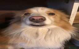 Border Collie dogs for sale: Border collie girl 2 yrs KC - Image 4
