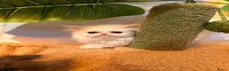 Persian cats for sale: cute Persian kittens looking for a home  in Hounslow - Advert 36