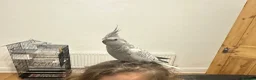 Cockatiels birds for sale: Lovely tamed Cockatiel in Liverpool - Advert 1