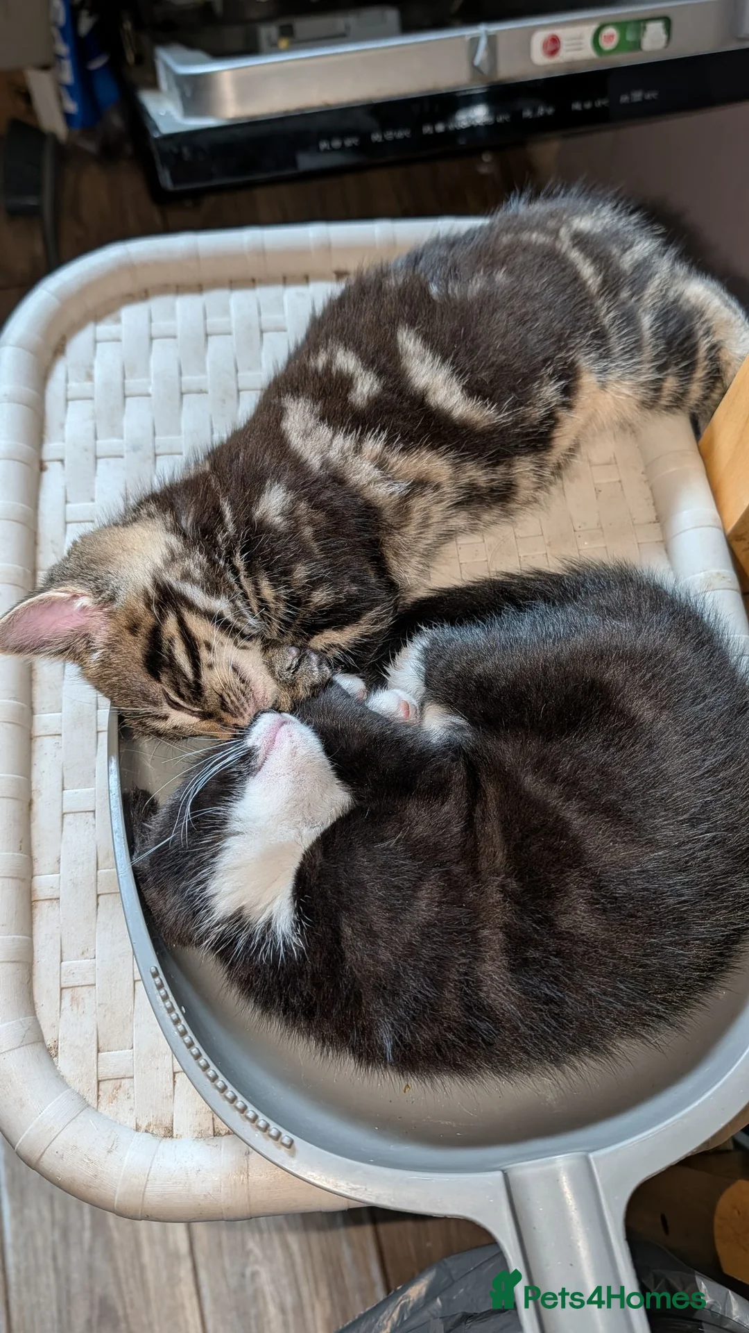 Mixed Breed cats for sale: Male kitten - Advert 2