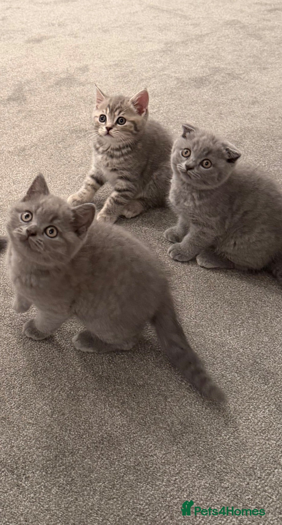 Scottish Fold cats Scottish Fold and Scottish straight kittens. - Advert 2