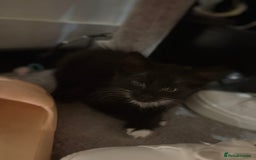 European cats for sale: Playful cats  - Image 2