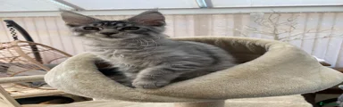 Maine Coon 1
