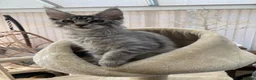 Maine Coon cats for sale: Monarch Maine coons kittens - Advert 3