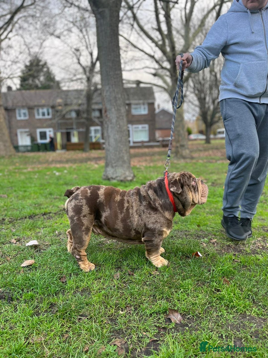 English Bulldog dogs for stud: Amazing Mr. Emperor 🍫 - Advert 5