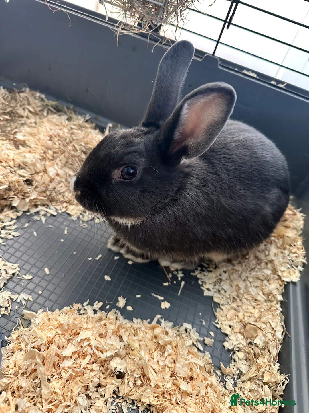 Mini Lop rabbits for sale: 2 X female DutchXMiniLop in Holt - Advert 5