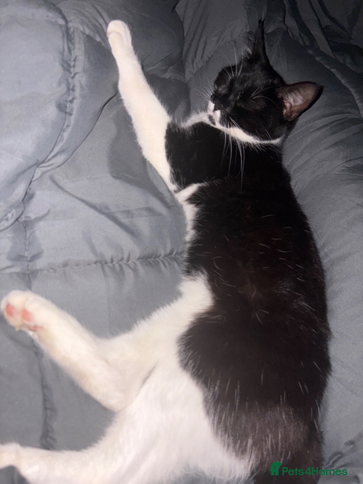 Mixed Breed cats female short haired kitten  - Advert 1