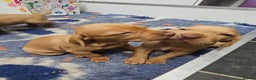Hungarian Vizsla dogs for sale: Kc registered  - Advert 14