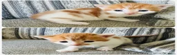 European cats for sale: 🐱🧡 Beautiful Ginger Kittens for Sale 🧡🐱 - Advert 4