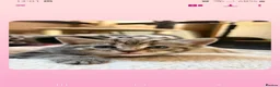 Mixed Breed cats for sale: Grey tabby tortie kittens - Advert 18