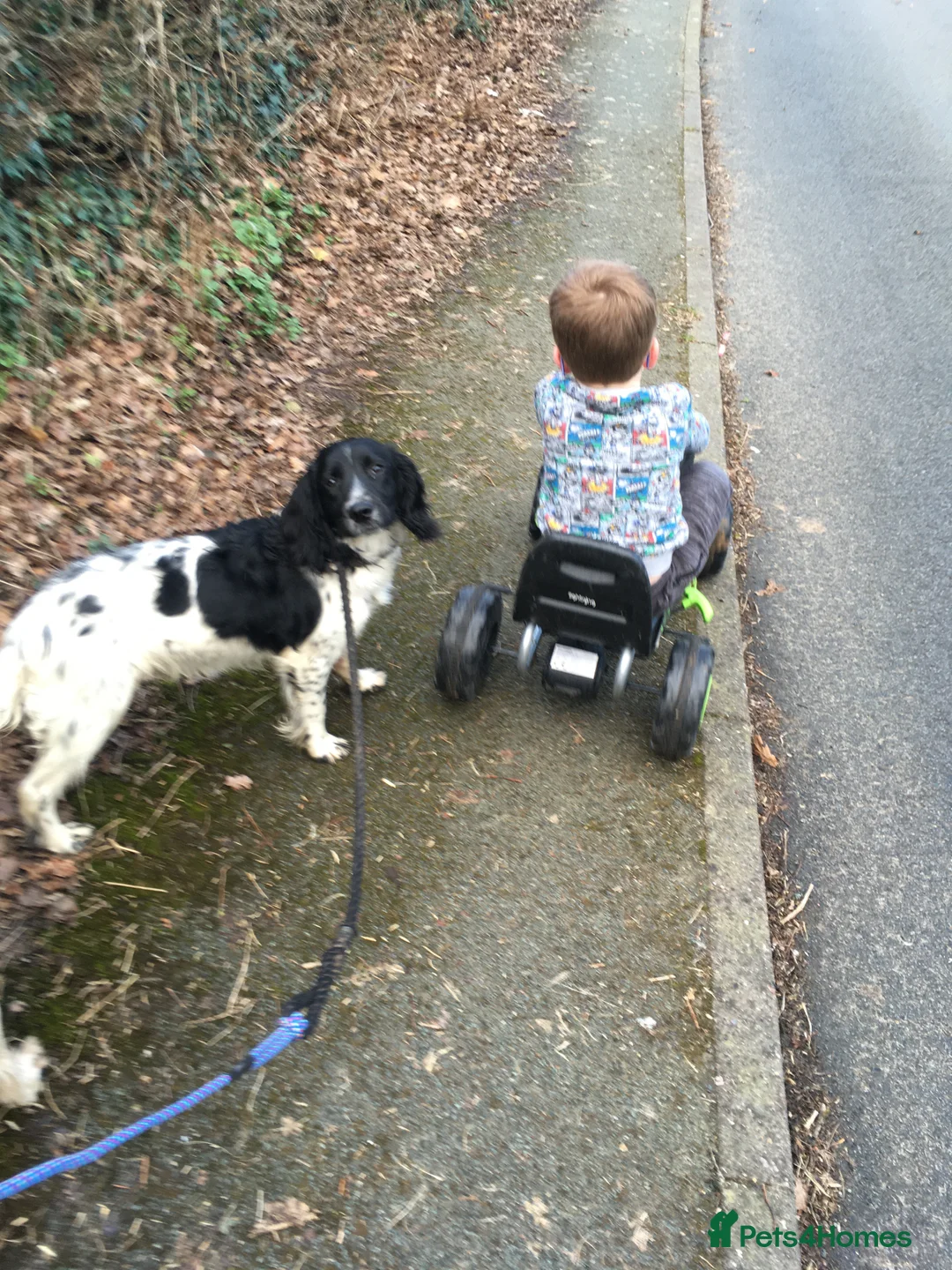 English Springer Spaniel dogs for stud: Beautiful Fully Health tested in Wrexham - Advert 7