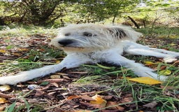 Mixed Breed dogs for adoption: Randolph, 2 - 3 yrs. Available for adoption. - Image 31
