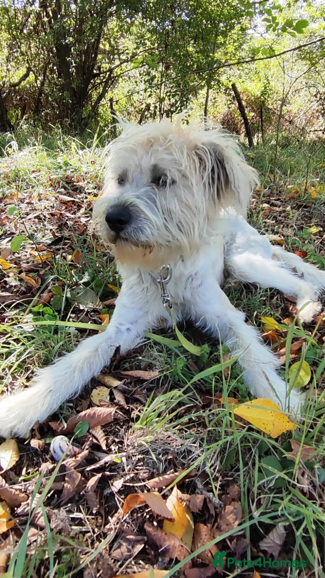 Mixed Breed dogs for adoption: Randolph, 2 - 3 yrs. Available for adoption. - Image 31