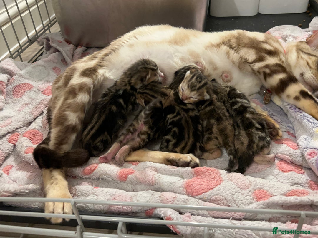 Bengal cats for sale: Beautiful bengal  - Image 17
