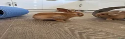 Mini Lop rabbits for sale: 13 baby bunnies -two litters ready mid-end of July - Advert 10