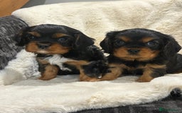 Cavalier King Charles Spaniel dogs for sale: Health tested cavalier King Charles spaniel pups  - Image 1