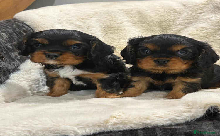 Cavalier King Charles Spaniel dogs - Advert 13