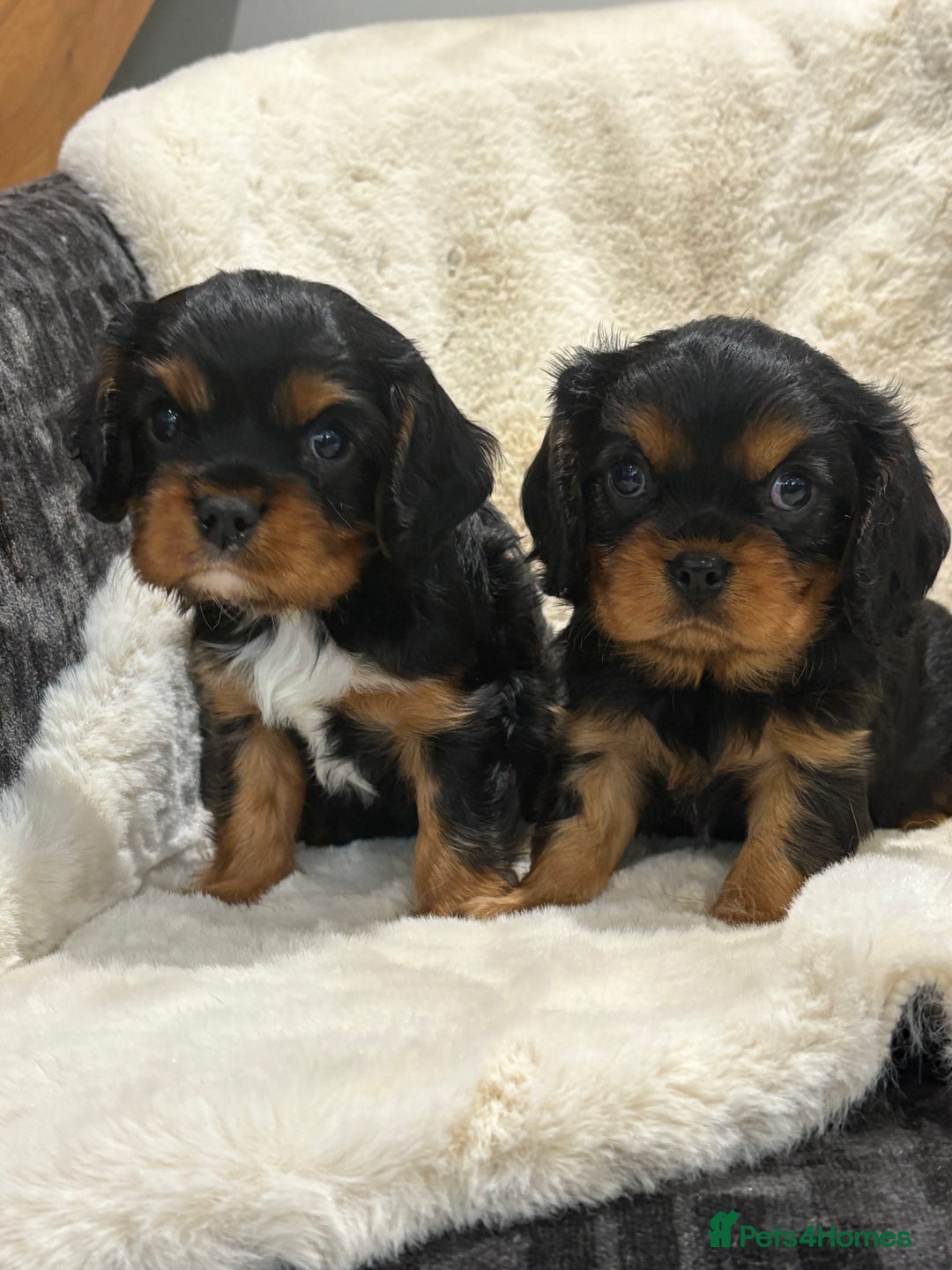 Cavalier King Charles Spaniel dogs for sale: Health tested cavalier King Charles spaniel pups  - Image 1