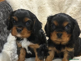 Cavalier King Charles Spaniel dogs - Advert 1