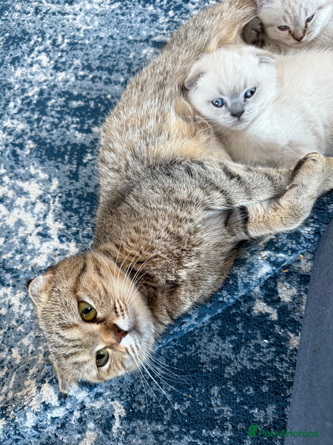 Scottish Fold cats for sale: Scottish Fold Kittens  - Advert 16