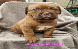 Dogue De Bordeaux dogs for sale: Dogue de bordeaux pups  - Image 5