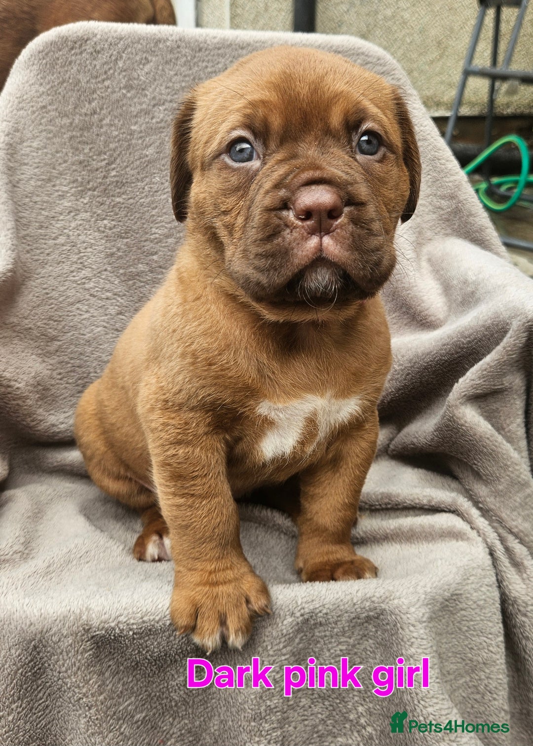 Dogue De Bordeaux dogs for sale: Dogue de bordeaux pups  - Image 5