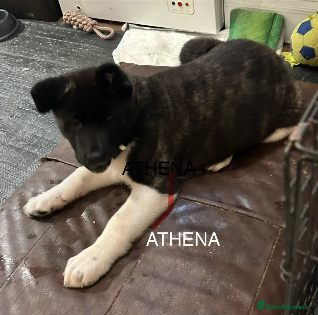 Akita dogs for sale: American Akita Puppy - Advert 22