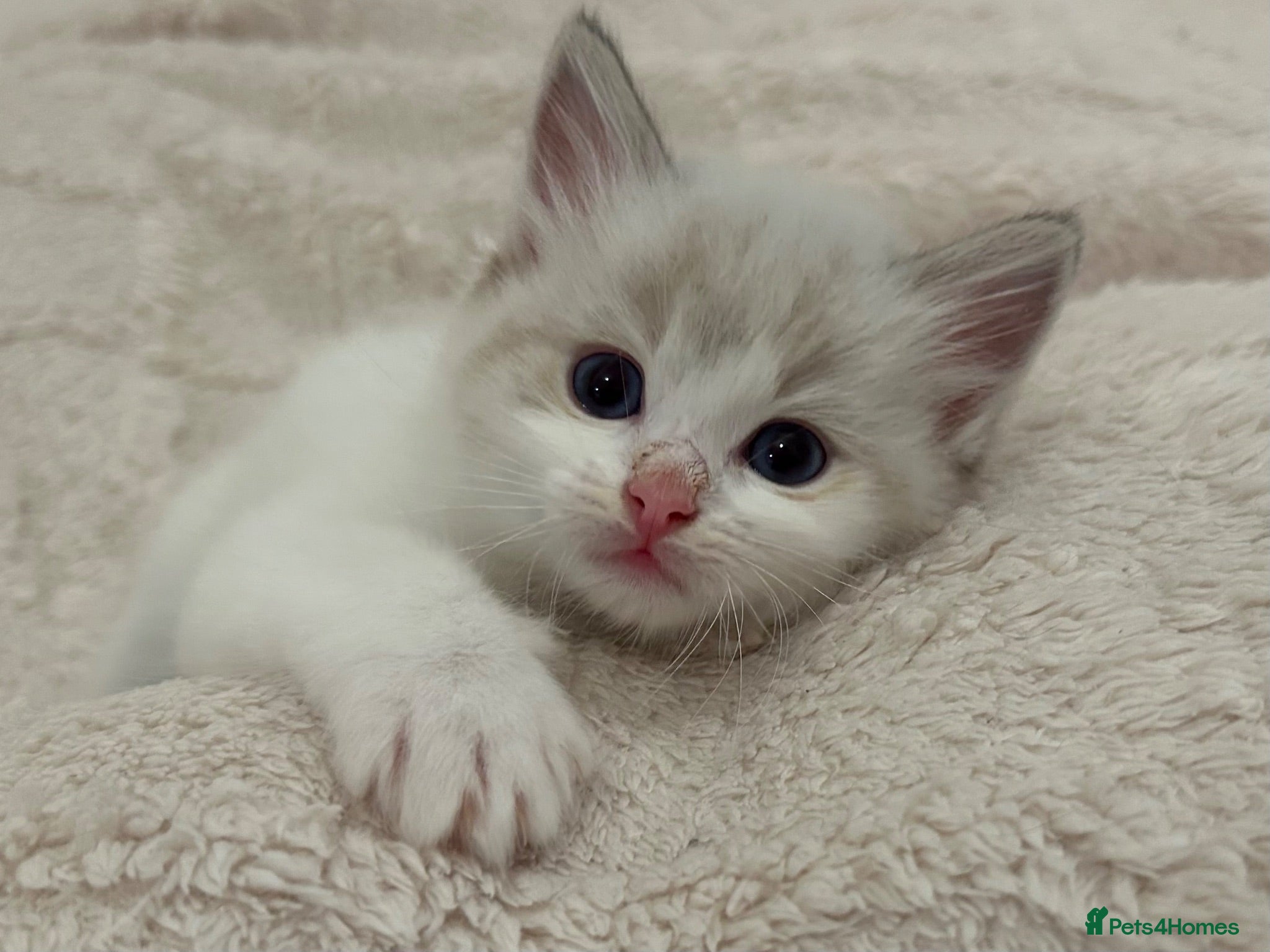 Ragdoll cats Seal Point & Lilac Bicolour Ragdoll Kittens - Advert 2