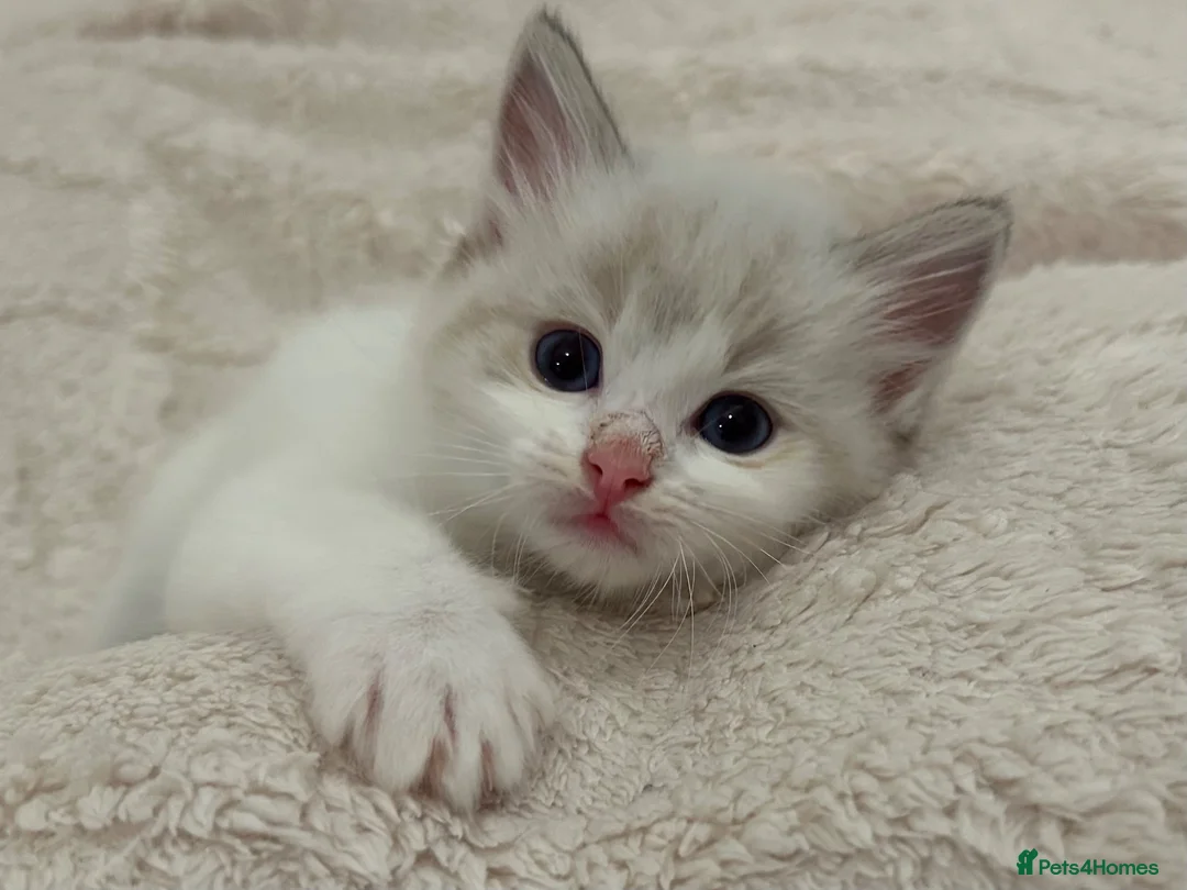 Ragdoll cats for sale: Seal Point & Lilac Bicolour Ragdoll Kittens - Advert 1
