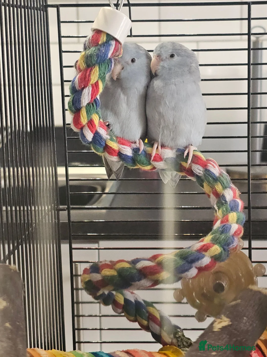 Parakeets birds for sale: 2 x parrotlets - Advert 2