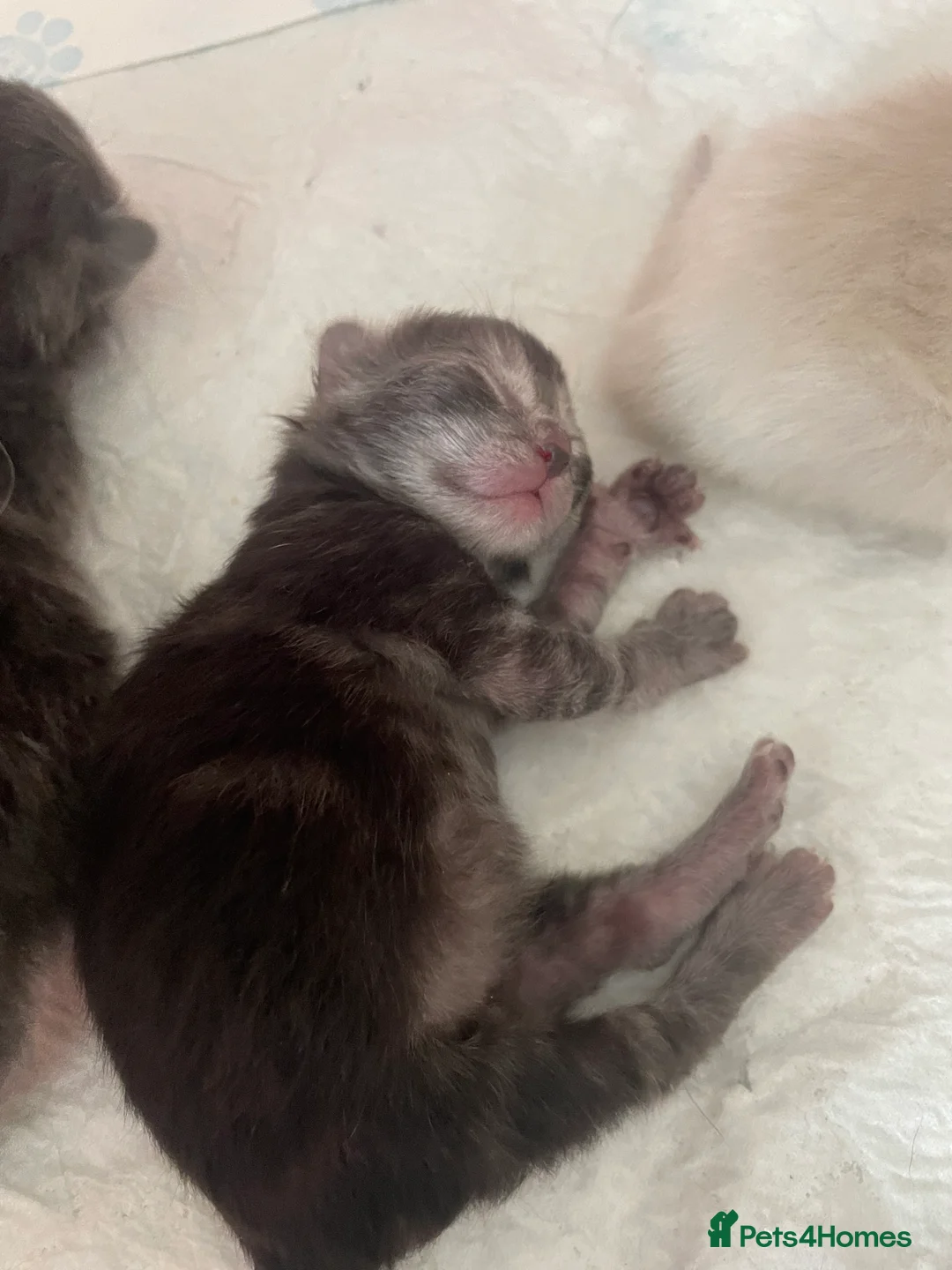 Ragdoll cats for sale: Ragdoll kittens - Advert 2