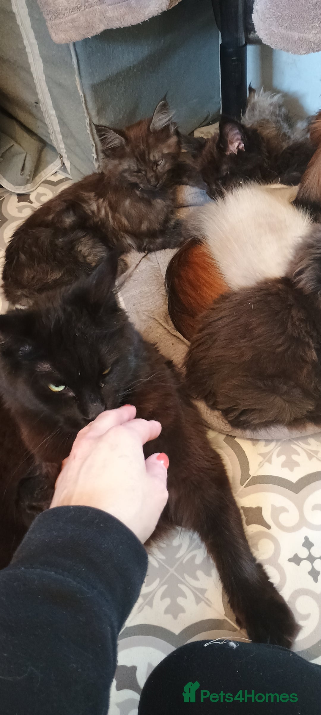 Maine Coon cats for sale: Maine coons  - Image 9