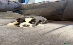 Siberian Husky dogs for sale: Husky puppies for sale - Image 10