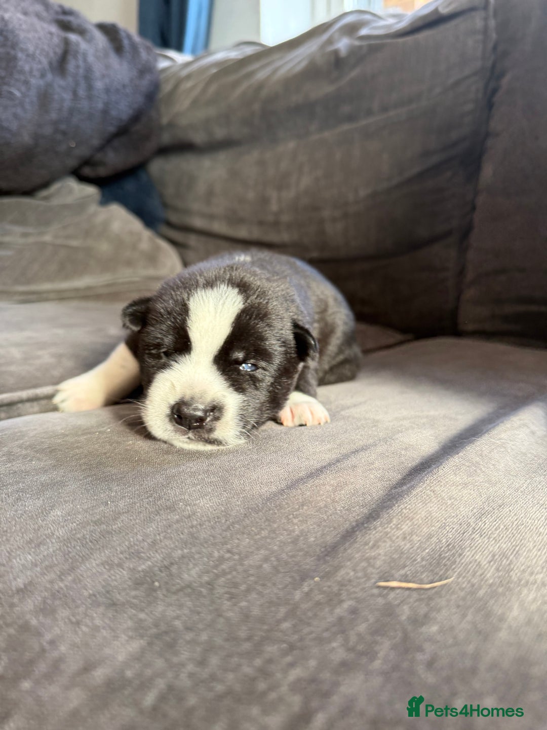 Siberian Husky dogs for sale: Husky puppies for sale - Image 10