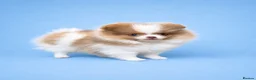 Pomeranian dogs for sale: ✨🐾 Exceptional KC Pom Boy Rare Isabella Parti💖 - Advert 8