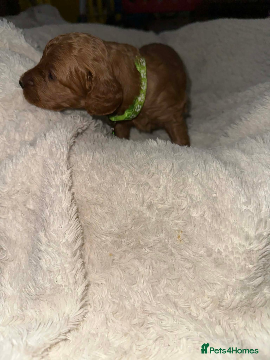 Cockapoo dogs for sale: Gorgeous F1b cockapoo puppies  - Advert 15