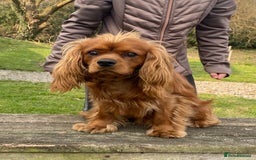 Cavalier King Charles Spaniel dogs for stud: Cavalier king charles spaniel in Aberdare - Image 1
