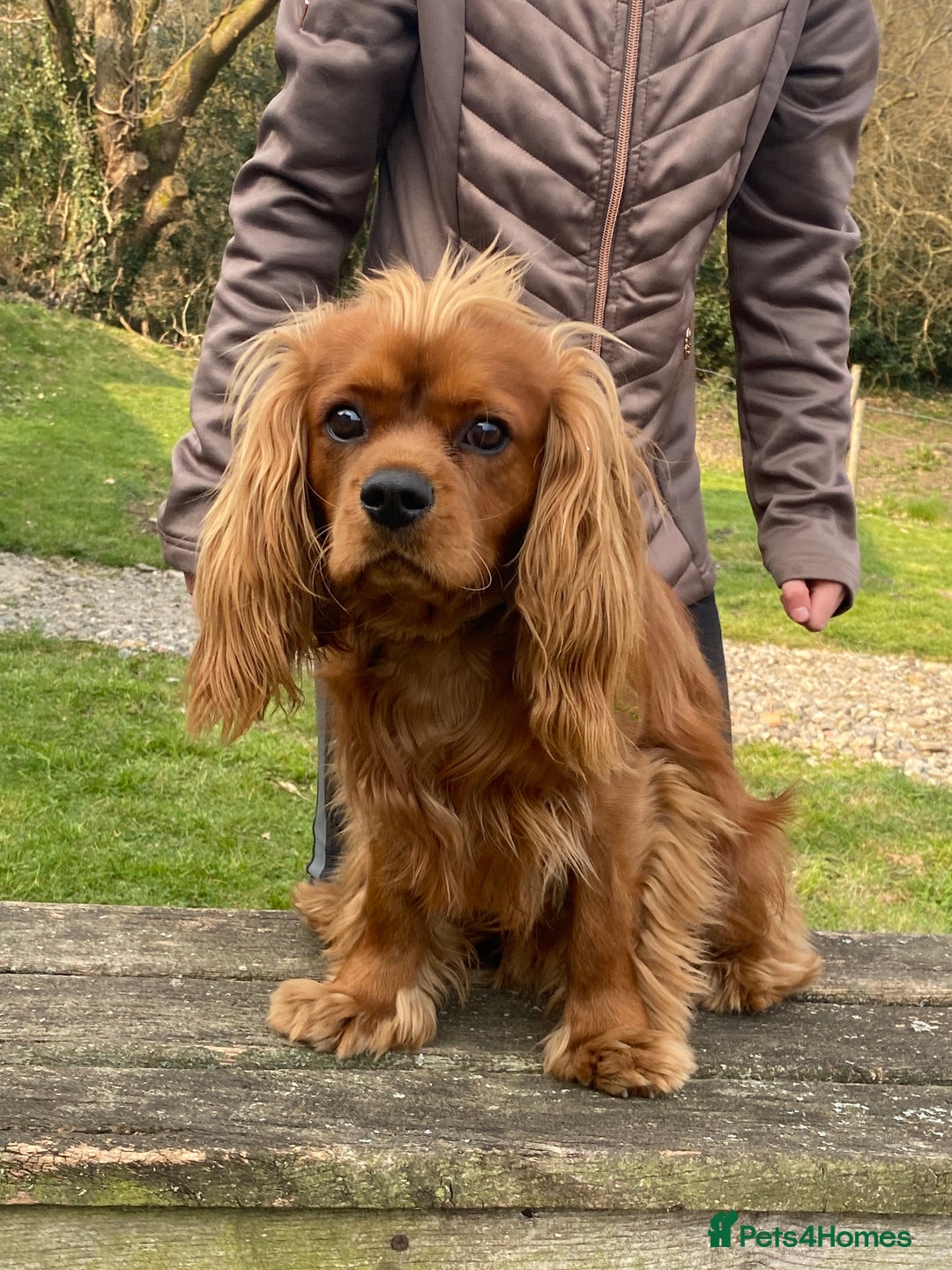 Cavalier King Charles Spaniel dogs for stud: Cavalier king charles spaniel in Aberdare - Image 1