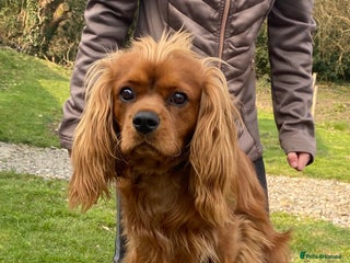 Cavalier King Charles Spaniel dogs in Aberdare - Advert 5