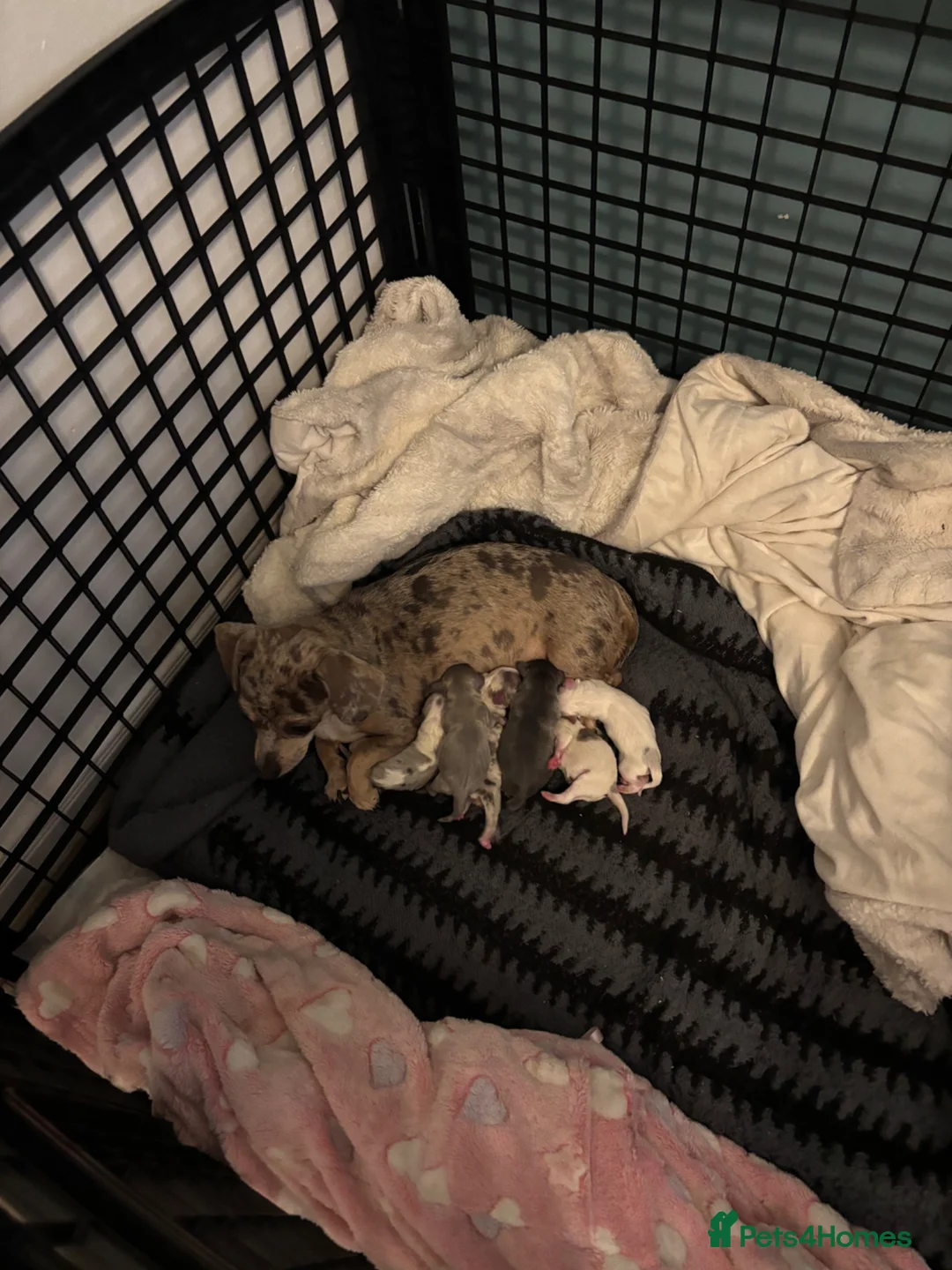 Mixed Breed dogs for sale: Chiweenie for sale  in Birmingham - Advert 2